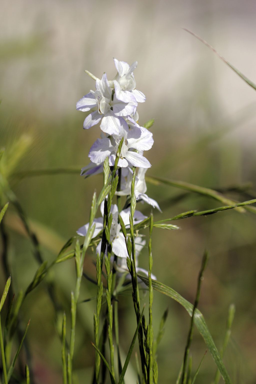 Delphinium cfr. consolida